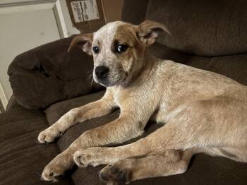 Rescue Australian Cattle Dog Blue Heeler Dogs for Adoption in South Hempstead, New York - Willie | PetCurious