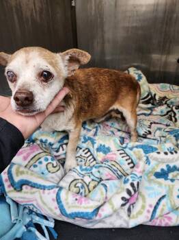 Chihuahua Dogs Available for Adoption - GERRALD | PetCurious