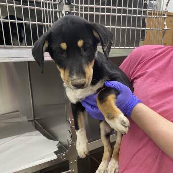 Clorox -  Mixed Breed Dog for Adoption in Corbin, Kentucky - Clorox | PetCurious