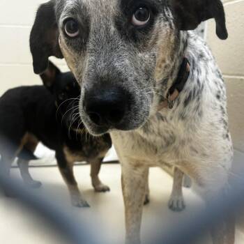 Octopus -  Mixed Breed Dog for Adoption in Winston-salem, North Carolina - Octopus | PetCurious