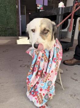 61081609 -  Mixed Breed Dog Available for Adoption in El Paso, Texas - 61081609 | PetCurious