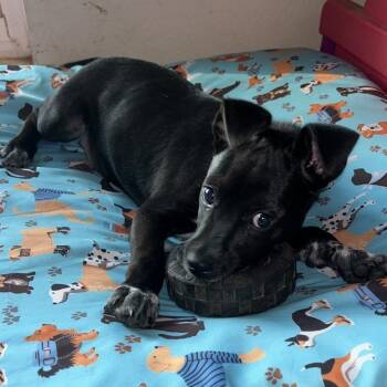 Midoriya JC -  Terrier and Mixed Breed Dog for Adoption in Austin, Texas - Midoriya JC | PetCurious