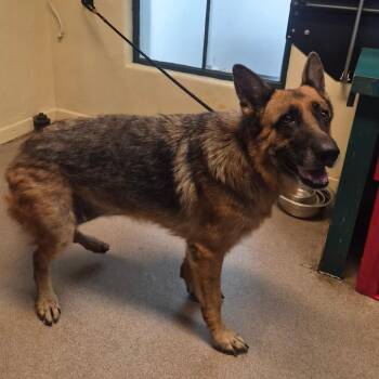 Keli -  German Shepherd Dog Dog for Adoption in Pasadena, California - Keli | PetCurious