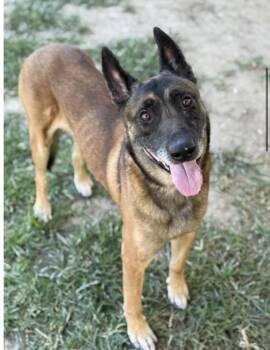 Rescue Belgian Shepherd Malinois Dogs for Adoption in Duxbury, Massachusetts - Jetson | PetCurious