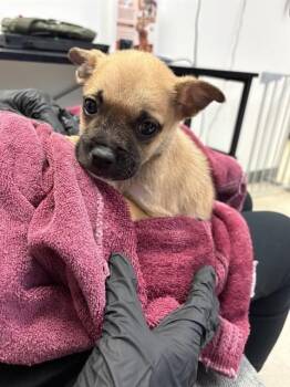 JEFFY -  Staffordshire Bull Terrier and Labrador Retriever Dog for Adoption in Sugar Land, Texas - JEFFY | PetCurious