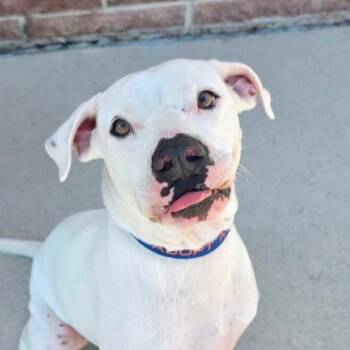 Cloude JuM -  Boxer and Pit Bull Terrier Dog for Adoption in Austin, Texas - Cloude JuM | PetCurious