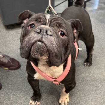 Madea -  Mixed Breed Dog for Adoption in Allentown, Pennsylvania - Madea | PetCurious