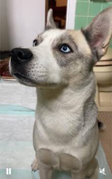 STORM (NYC) -  Husky Dog for Adoption in New York, New York - STORM (NYC) | PetCurious