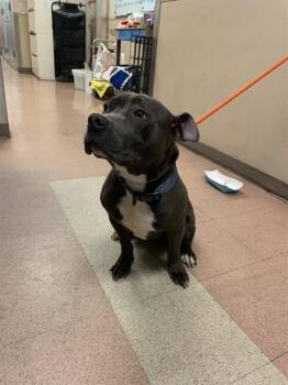 Pit Bull Terrier and Mixed Breed Dogs Available for Adoption in San Jose, California - SKYLAR | PetCurious