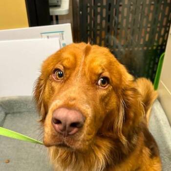 Setter and Newfoundland Dog Dogs Available for Adoption in Niagara Falls, Ontario - Copper Blaze (20260408-08) | PetCurious