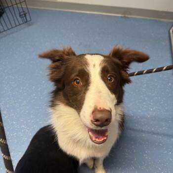 Rescue Border Collie Dogs for Adoption in Watertown, New York - Milo | PetCurious