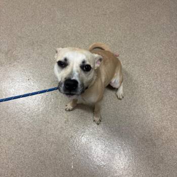 Luna Bean -  Husky and Mixed Breed Dog for Adoption in Bristol, Indiana - Luna Bean | PetCurious