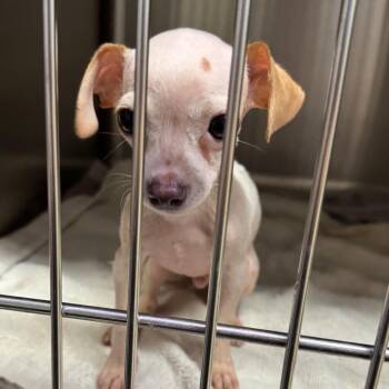Dobby doo -  Chihuahua and Mixed Breed Dog for Adoption in Hondo, Texas - Dobby Doo | PetCurious