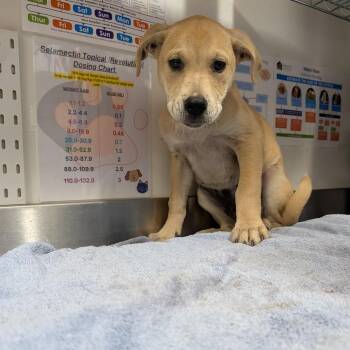 Mixed Breed and Labrador Retriever Dogs Available for Adoption in League City, Texas - Maximus | PetCurious