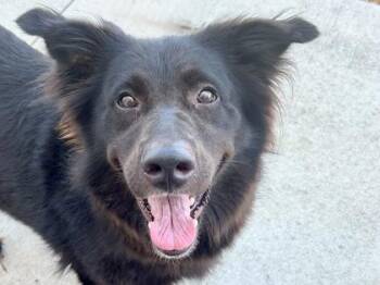 Coconut -  Mixed Breed Dog for Adoption in Georgetown, Texas - Coconut | PetCurious