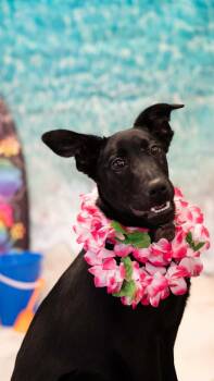 Valentine -  Belgian Shepherd Malinois and Black Labrador Retriever Dog for Adoption in Pottstown, Pennsylvania - Valentine | PetCurious