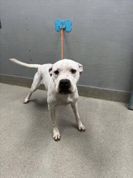 NILA -  Pit Bull Terrier and Poodle Dog for Adoption in Las Vegas, Nevada - NILA | PetCurious