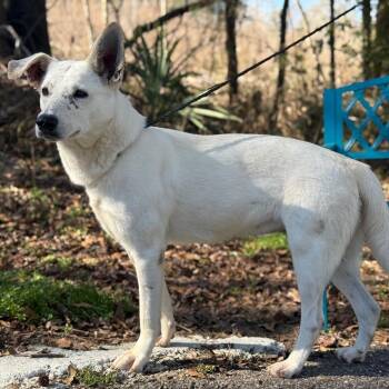 Husky and Mixed Breed Dogs Available for Adoption - Astrid | PetCurious