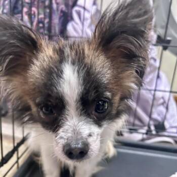 Scrappy -  Chihuahua and Mixed Breed Dog for Adoption in Peculiar, Missouri - Scrappy | PetCurious