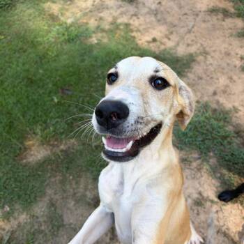 Makenzie -  Hound Dog for Adoption in Parrish, Alabama - Makenzie | PetCurious