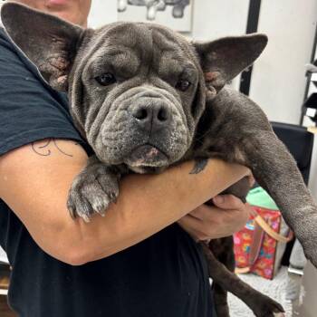 Mixed Breed Dogs Available for Adoption - Bluey | PetCurious