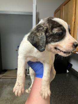 Rescue Mixed Breed Dogs for Adoption in Lockhart, Texas - Lily | PetCurious