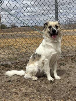Great Pyrenees Dogs Available for Adoption in Torrington, Wyoming - Delta | PetCurious