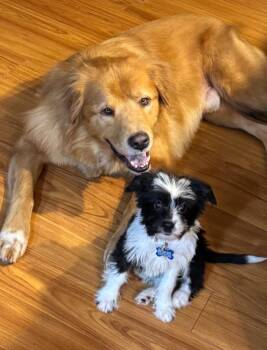 Belle aka Lil Skunk -  Schnauzer and Poodle Dog for Adoption in Gorham, Maine - Belle Aka Lil Skunk | PetCurious