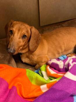 Dino -  Dachshund Dog for Adoption in Fort Pierce, Florida - Dino | PetCurious