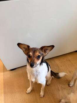 Delphine -  Beagle and Chihuahua Dog for Adoption in Powder Springs, Georgia - Delphine | PetCurious