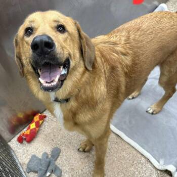 Rescue Golden Retriever Dogs for Adoption in Martinsburg, West Virginia - Remmy | PetCurious