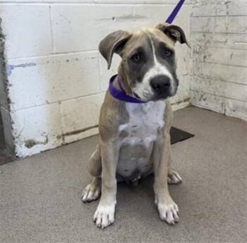 SQUISH -  Pit Bull Terrier and Mixed Breed Dog for Adoption in San Bernardino, California - SQUISH | PetCurious