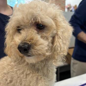 Snowflake -  Mixed Breed Dog for Adoption in Allentown, Pennsylvania - Snowflake | PetCurious