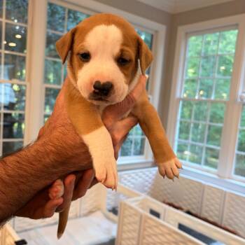 Border Collie and Pit Bull Terrier Dogs Available for Adoption in Durham, North Carolina - Chortle | PetCurious