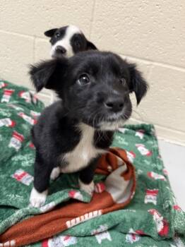 Jacob -  Mixed Breed Dog for Adoption in Black Eagle, Montana - Jacob | PetCurious