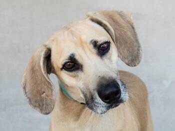 Bogie -  Mixed Breed Dog for Adoption in Longmont, Colorado - Bogie | PetCurious