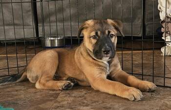 Catahoula Leopard Dog and Terrier Dogs Available for Adoption in Aurora, Illinois - Barney | PetCurious