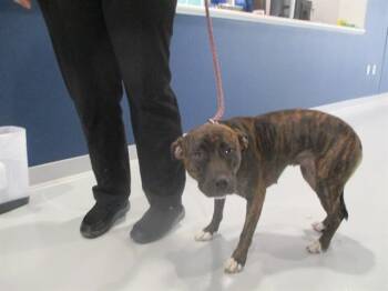 Staffordshire Bull Terrier Dogs Available for Adoption in Ocala, Florida - A382623 | PetCurious