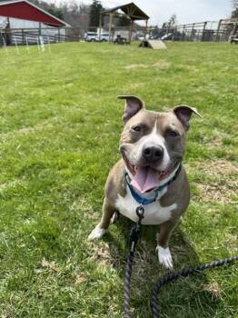Pit Bull Terrier Dogs Available for Adoption - LOKI | PetCurious