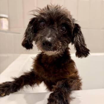 Terrier Dogs Available for Adoption - Sprout | PetCurious