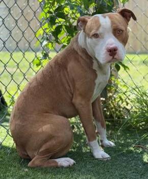 HARLOW -  Mixed Breed Dog for Adoption in Columbia, South Carolina - HARLOW | PetCurious