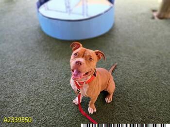 GOJO -  Mixed Breed Dog for Adoption in West Palm Beach, Florida - GOJO | PetCurious
