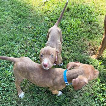 Billy Lad -  Mixed Breed Dog for Adoption in Bartlett, Tennessee - Billy Lad | PetCurious