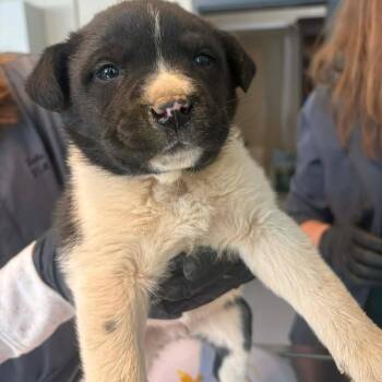 Mixed Breed Dogs Available for Adoption - Gouache | PetCurious