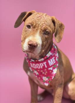 Aruba- ADOPT Me -  Mastiff and Pit Bull Terrier Dog for Adoption in Redondo Beach, California - Aruba- ADOPT Me | PetCurious