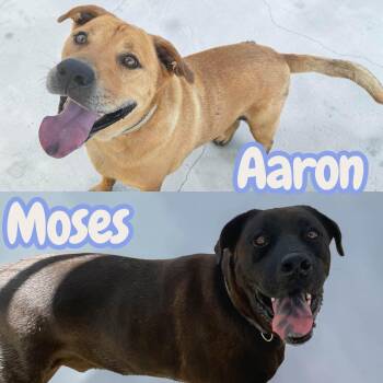 Aaron & Moses - 2 years old, leash, crate, house trained -  Yellow Labrador Retriever and Black Labrador Retriever Dog for Adoption in Chuckey, Tennessee - Aaron & Moses - 2 Years Old, Leash, Crate, House Trained | PetCurious