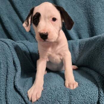 Mixed Breed Dogs Available for Adoption in Olathe, Kansas - Elizabeth Taylor | PetCurious