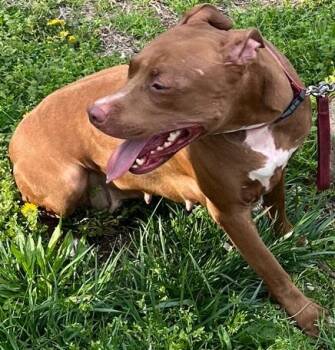 Mixed Breed Dogs Available for Adoption in Alexandria, Virginia - Lorelai | PetCurious