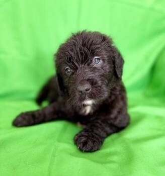 Terrier and Mixed Breed Dogs Available for Adoption - Hero | PetCurious