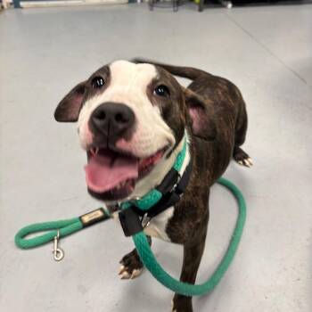 Arabella -  Mixed Breed Dog for Adoption in Philadelphia, Pennsylvania - Arabella | PetCurious